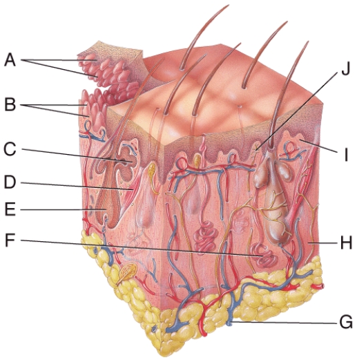 <strong>In the diagram, where is the arrector pili muscle? </strong> A) C B) D C) E D) F E) G