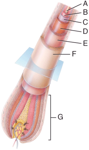 <strong>In the diagram, where is the dermal root sheath? </strong> A) C B) D C) E D) F E) G