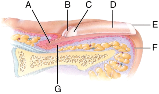 <strong>In the figure, where is the cuticle? </strong> A) A B) B C) E D) F E) G