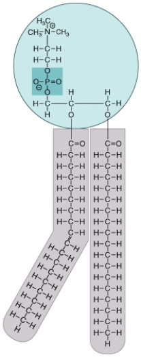 What is this molecule, where can it be found in a eukaryotic cell and what are the special properties of this molecule?  <div style=padding-top: 35px> 