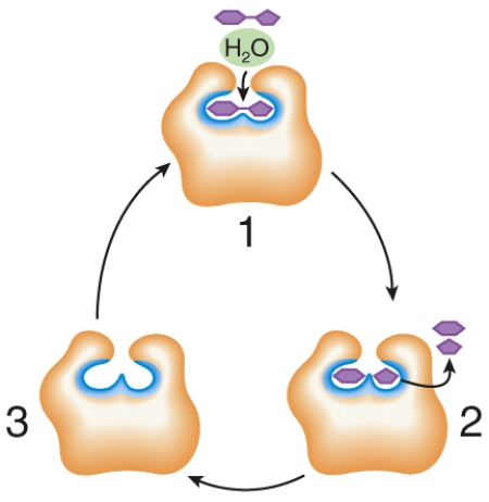 Describe what is happening at places 1, 2, and 3 in the figure.  <div style=padding-top: 35px> 