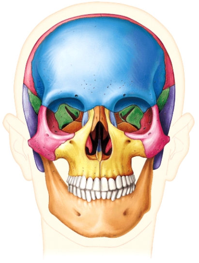 <strong>Which term best describes the view shown in this image of the human skull? </strong> A) anterior B) medial C) posterior D) ipsilateral E) lateral
