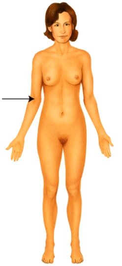 <strong>Which of the following anatomical terms best describes the indicated region? </strong> A) otic B) popliteal C) antecubital D) olecranal E) occipital