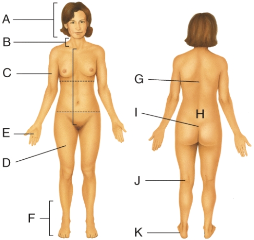 <strong>Where on the diagram is the sacral area? </strong> A) C B) D C) E D) I E) J