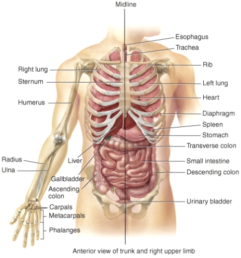 The gallbladder is ___ to the sternum.  