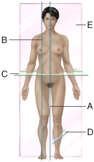 Which plane is transverse?  