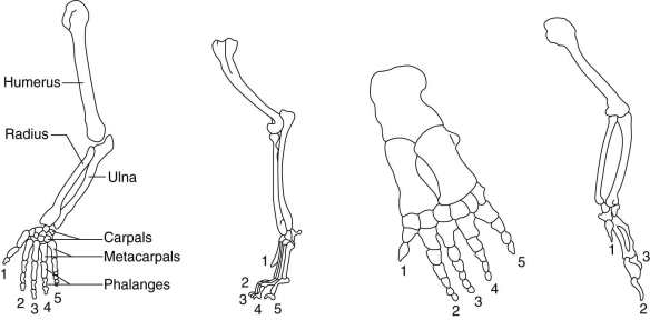 <strong> The figure above shows the skeletal structure of the forelimbs of several vertebrates. Because these skeletal elements are similar in form and are believed to have evolved from a common ancestral structure, they are said to be</strong> A) analogous. B) heterologous. C) vestigial. D) homologous. E) nonfunctional.