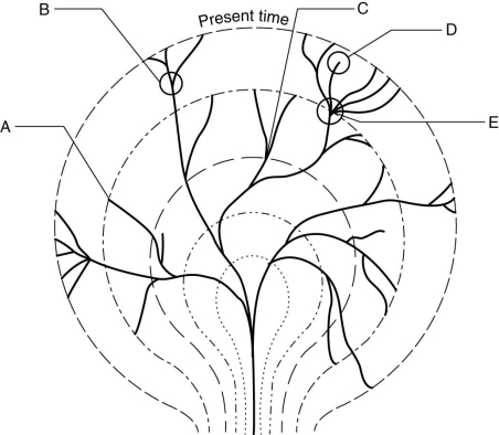 <strong> The figure above shows an evolutionary tree. At which of the following locations does this map indicate extinction?</strong> A) A and D B) B and C C) C and D D) D and E E) B, C, and E