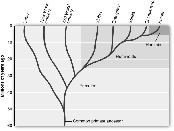 Based on the figure above, which one of the following groups is most closely related to humans?