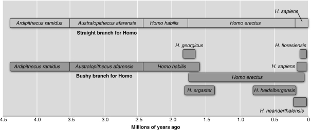 Based on the figure above, which one of the following appears to be in the direct ancestral path of modern humans?