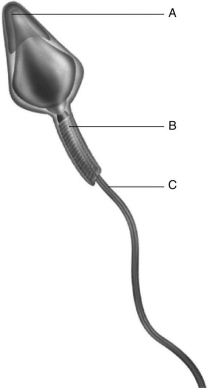   The figure above shows a human sperm. Which part of the sperm contains the most mitochondria for generating ATP?