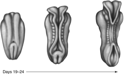   The figure above shows the development of the human embryo during days 19-24. Which of the following organs forms from the ectodermal folds of the embryo?