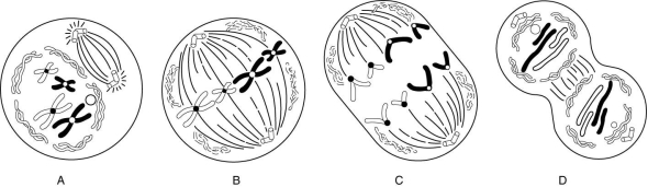 Match each stage of mitosis (lettered A-D) to the appropriate diagram in the figure above. step where duplicate DNA molecules are being pulled in opposite directions by equal forces, but centromeres are attached preventing separation