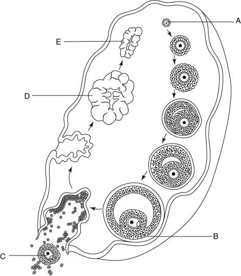<strong> Which one of the following stages in the figure above occurs due to a surge of LH midway through the ovarian cycle?</strong> A) A B) B C) C D) D E) E