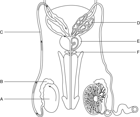 Using the figure above, match each organ (A-F) to its description. -site of testosterone production