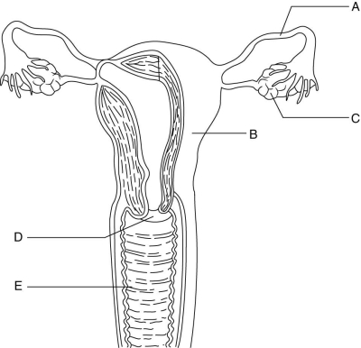 Using the figure above, identify the organs of the female reproductive system. The vagina is indicated by letter ________.