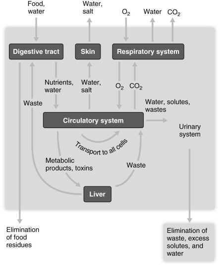 <strong> Using the figure above, answer this question. All of the following directly excrete wastes out of the body EXCEPT which one? A) digestive tract B) circulatory system C) respiratory system D) integumentary system E) urinary system Answer: B Topic: Sec. 15.1 Bloom's: Remembering/Understanding LO: 15.1a GLO: G1 The kidneys function to maintain homeostasis in all of the following ways EXCEPT which one?</strong> A) regulating blood volume B) controlling salt balance in body fluids C) exchanging blood gases D) regulating blood pressure E) regulating vitamin D