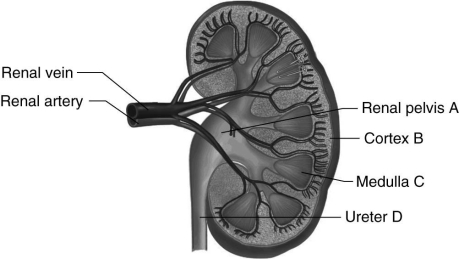 Using the figure above, identify in which one of the following locations a nephron would be found. A) A B) B C) C D) D E) B and C Answer: E Topic: Sec. 15.3 Bloom's: Remembering/Understanding LO: 15.3a GLO: G1 -As urine moves through a nephron, it is modified by ions, water, and other materials either being secreted into the fluid or by efflux of substances out of the urine. However, such modifications do not occur in which one of the following regions of the nephron?