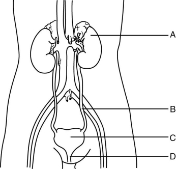 Using the letter choices on the figure above, identify the organs of the urinary system. -stores urine until it is excreted out of the body