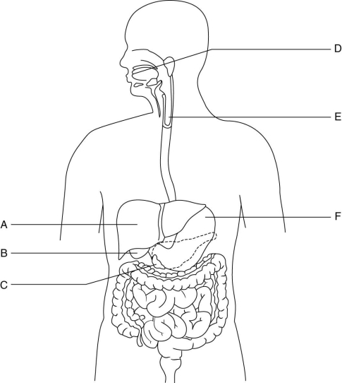 The figure above shows the organs of the digestive system (labeled A-F). Match each organ to its function. -mechanical and chemical digestion begins here