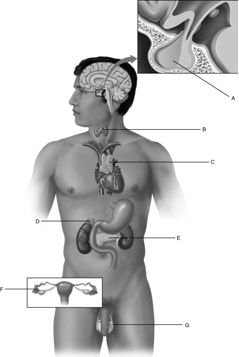 Using the figure above, identify each endocrine gland (A-G). -ovaries