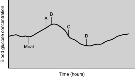 Match each event labeled on the graph with the description of what is occurring in relation to blood glucose levels. peak glucose levels in plasma
