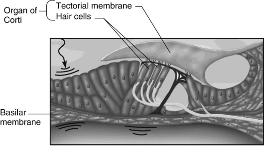<strong> The structure shown in the figure above is found in which one of the following?</strong> A) skin B) inner ear C) retina D) middle ear E) vestibulocochlear nerve
