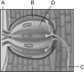 Using the figure above, match the structures of a taste bud with the regions (A-D) identified on the figure. -taste cell