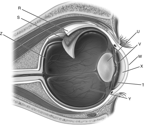 Using the figure above, identify the structures of the eye. -Label R represents the ________.