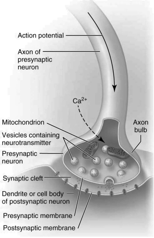   Which one of the following processes is depicted in the figure above?