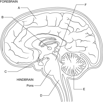   The figure above shows a sagittal section through the brain. Match each labeled part (A through F) of the brain with its function. -the most highly developed part of the brain; the corpus callosum interconnects its two sides; associated with language and conscious thought