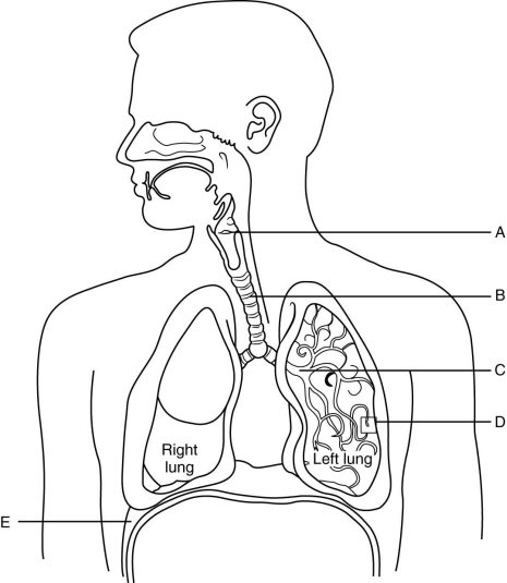 The figure above shows the components of the respiratory system. Match each labeled structure (A-E) to its description. -This structure is also known as the windpipe.