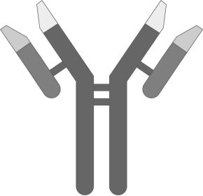 <strong> Identify the figure above. A) complement B) antibody C) antigen D) interferon E) pyrogen Answer: B Topic: Sec. 9.5 Bloom's: Remembering/Understanding LO: 9.5b GLO: G1 Once a macrophage engulfs a bacterium, what happens to the foreign cell?</strong> A) It is released into the lymph system for removal from the body. B) It is released into the digestive tract for removal from the body. C) The macrophage is attacked by antibodies, killing the cell and bacterium. D) Antibodies penetrate the macrophage to lyse the bacterial cell. E) The bacterium is killed by digestive enzymes released from lysosomes.