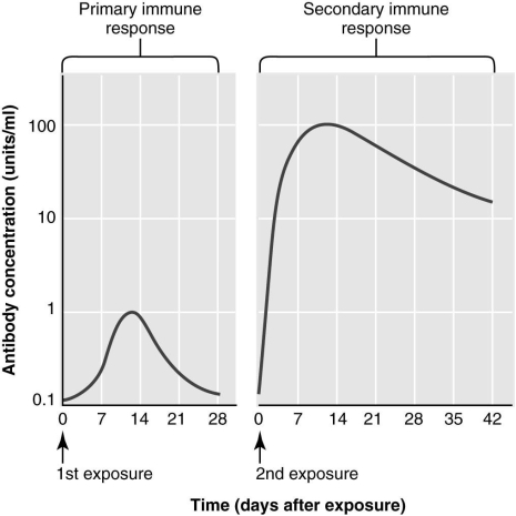 <strong> The figure above illustrates antibody titers produced during a primary and secondary immune response. All of the following statements about the primary and secondary immune response are correct EXCEPT which one?</strong> A) Antibody is produced at a much higher rate during the secondary immune response. B) The antibody level produced in the secondary response is three times greater than that produced during the primary immune response. C) There is a lag time between antigen exposure and antibody production in the primary immune response that is not seen in the secondary immune response. D) The difference between the two responses is due to the presence of memory cells during the secondary response. E) Antibody levels stay elevated for a longer time following a secondary response.