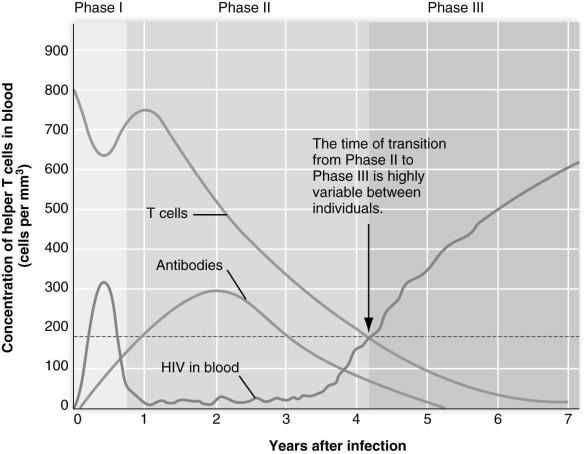 Referring to the figure above, the progression from Phase II HIV infection to Phase III is marked by