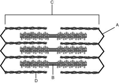 <strong> Using the figure above, identify the parts of the sarcomere.</strong> A) actin filament B) myosin filament C) Z-line D) sarcomere Label A represents a(n) ________.