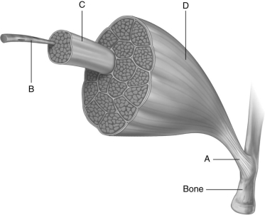 Using the figure above and labels A through D below, identify the structures indicated. -Structure A is a(n) ________.