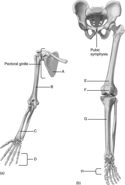 Using the figure above, identify the bones of the appendicular skeleton. -Label C represents the ________ bone.