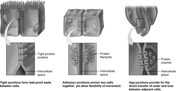 Using the figure above, identify the type of cell junction used in each of the following. These junctions allow for movement and flexibility, such as is needed for tissues like the epithelium of the skin that must stretch and bend.