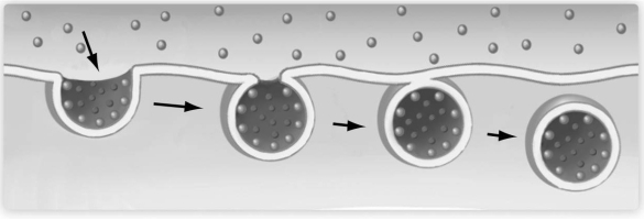 <strong> The accompanying figure shows a portion of the cell membrane. Which one of the following processes does it depict?</strong> A) diffusion B) endocytosis C) facilitated diffusion D) gated channels E) exocytosis