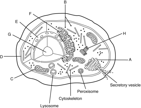Using the accompanying figure, identify the organelles of a eukaryotic cell. -Label B represents a(n) ________.
