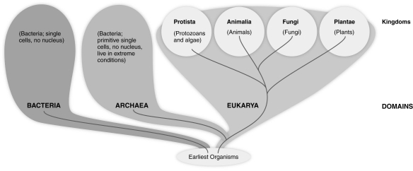 <strong> Based on the figure above, which group of organisms is most closely related to members of the Kingdom Animalia?</strong> A) Protista B) Fungi C) Plantae D) Bacteria E) Archaea