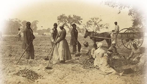 <strong> How does this 1862 photograph of ex-slaves planting sweet potatoes on the Sea Islands off the South Carolina coast demonstrate one way in which they expressed their freedom?</strong> A) They refused to plant cotton, which was associated with slavery. B) They rejected the gang system of slave labor and chose to work individually instead. C) They grew crops like sweet potatoes and corn on a commercial basis. D) They restored traditional gender roles and relegated women to housework.