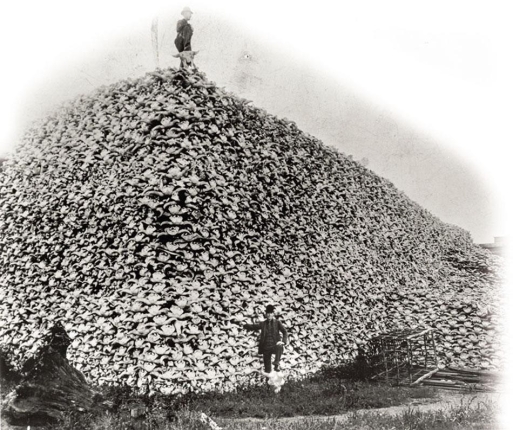 <strong> What was the primary reason during the 1870s and 1880s for the staggering extermination of the buffalo, which reduced their population by nearly three million and resulted in massive piles of skulls sent to fertilizer plants?</strong> A) preventing disruption to incoming trains B) forcing the Plains Indians to become dependent on reservations C) supplying the East with fashionable buffalo robes D) organizing elaborate hunting parties for Eastern and European social elites