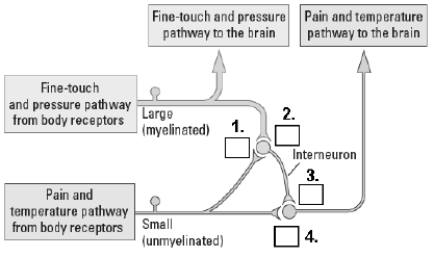 Indicate which parts of the pain circuit are excitatory (+) and which are inhibitory (-). 1._____ 2._____ 3._____ 4._____