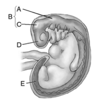 Match the letter to the correct fetal brain region. _____ 1. neural tube _____ 2. forebrain _____ 3. hindbrain _____ 4. brainstem _____ 5. midbrain