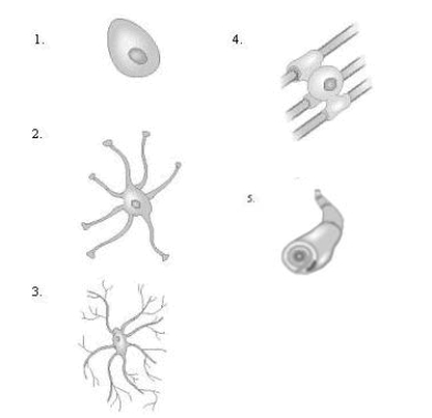 Match each picture to its name. _____ A) microglial cell _____ B) ependymal cell _____ C) oligodendroglial cell _____ D) Schwann cell _____ E) astrocyte
