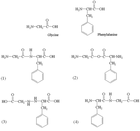 Amino acids polymerize in condensation reactions that result in the formation of an amide linkage (or peptide bond)between amino acid molecules.What dipeptide(s)may be formed in the reaction of glycine with phenylalanine?