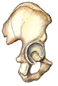 <strong>What is the name of the bone and aspect of the bone in this figure?  </strong> A) Hip bone,medial B) Hip bone,lateral C) Ilium,anterior D) Ilium,posterior <div style=padding-top: 35px> 
