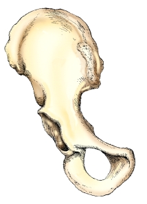 <strong>The bone shown in this figure is the:  </strong> A) ilium. B) ischium. C) hip bone. D) pelvis. <div style=padding-top: 35px> 